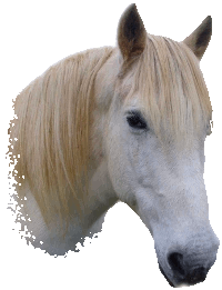 Anniversaire cheval : animation fille / garÃ§on thÃ¨me poney